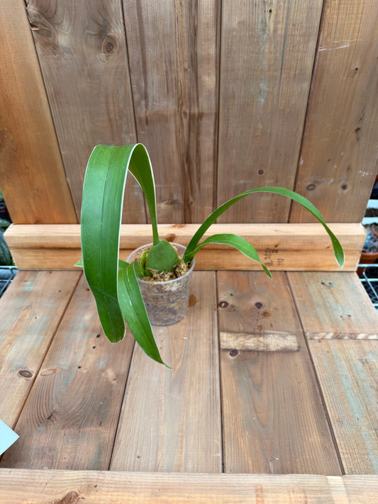 4.5" Oncidium Tropic Breeze 'Everglade' (Var.)