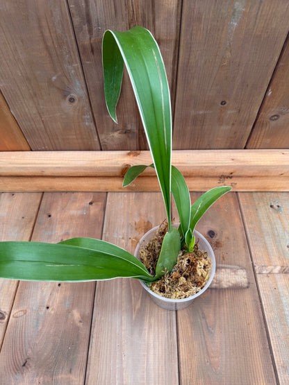 4.5" Oncidium Tropic Breeze 'Everglade' (Var.)