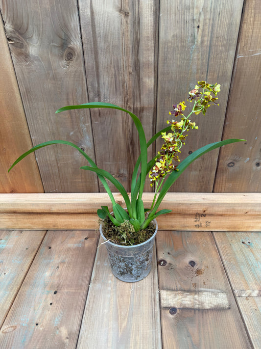 4.5" Oncidium Pupukea Sunset x Oncidium Issaku Nagata 'Melody'