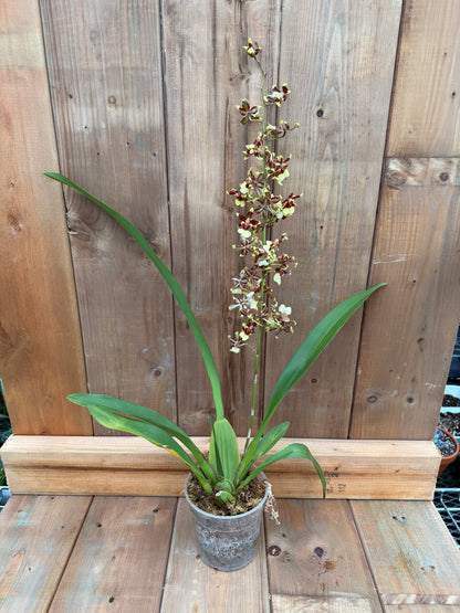 4.5" Oncidium Guann Shin Flower Elf