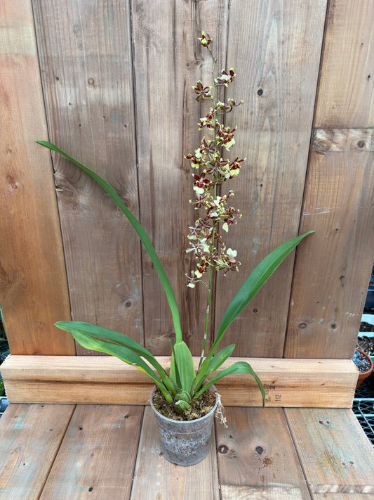 4.5" Oncidium Guann Shin Flower Elf