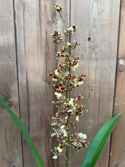 4.5" Oncidium Guann Shin Flower Elf