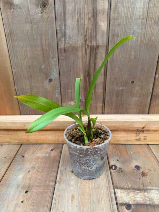 4.5" Miltassia Dark Star