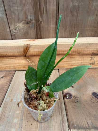 2" Vanda Aerangis citrata
