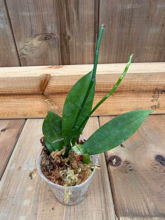 2" Vanda Aerangis citrata