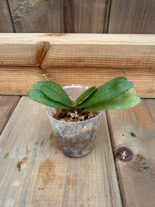 2" Vanda Aerangis biloba