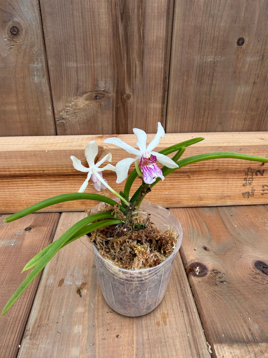 3" Holc. Magic Jenny x Rhy gigantea