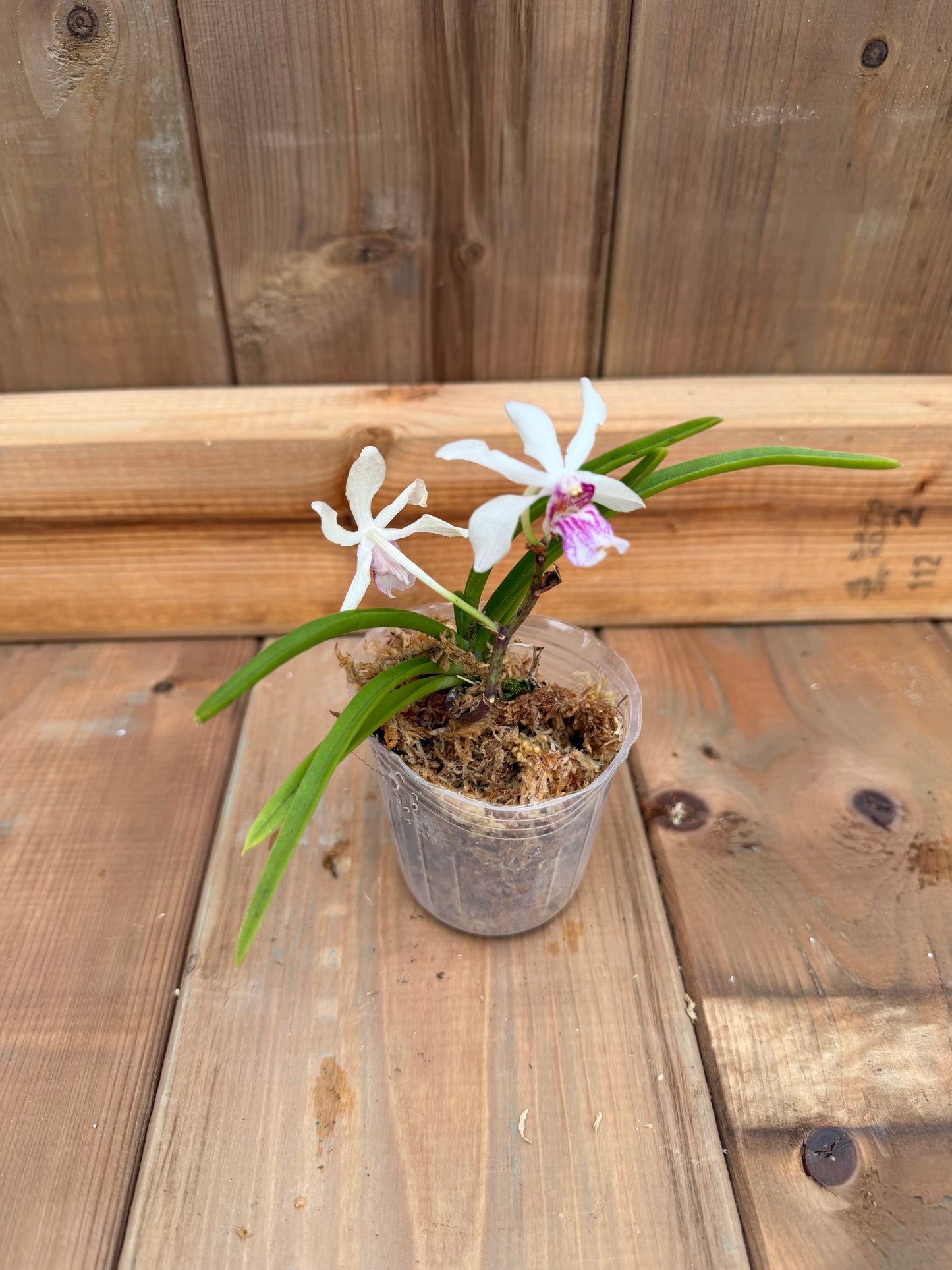 3" Holc. Magic Jenny x Rhy gigantea