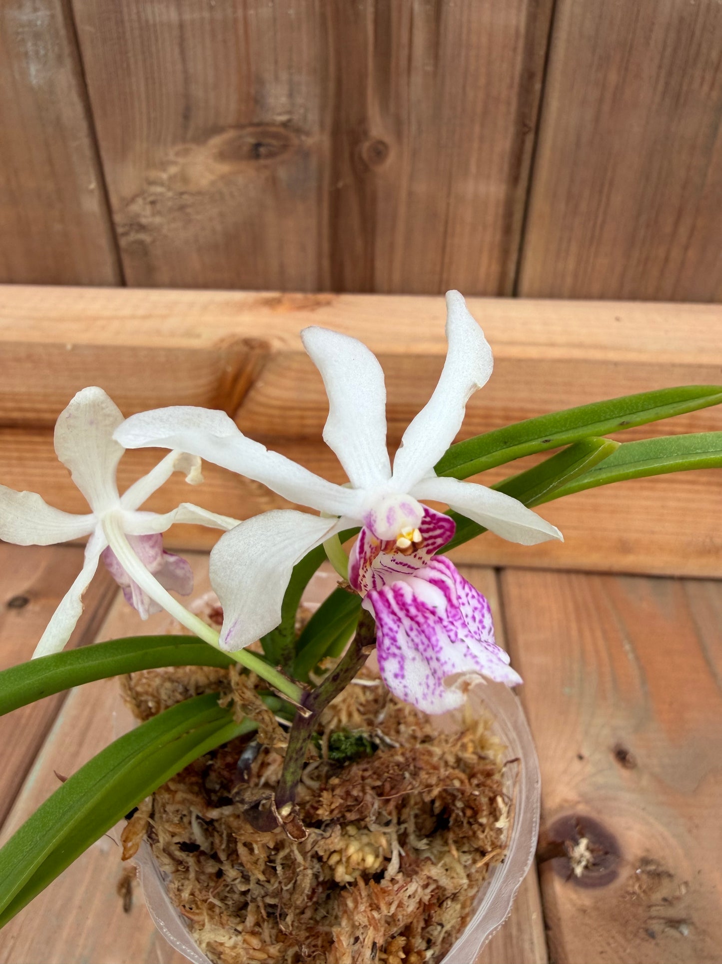 3" Holc. Magic Jenny x Rhy gigantea