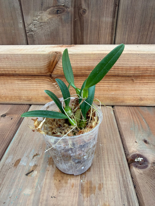2" Bulbophyllum lasiochilum f. album