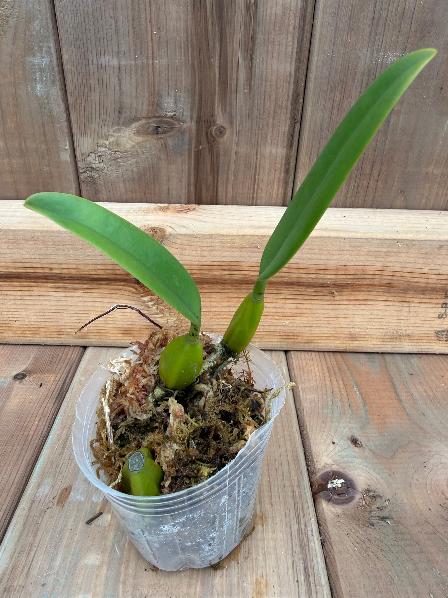 3" Bulbophyllum Elizabeth Ann