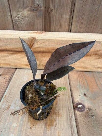 2" Oeceoclades monophylla x sib