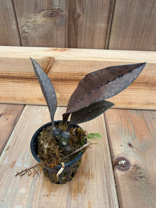 2" Oeceoclades monophylla x sib