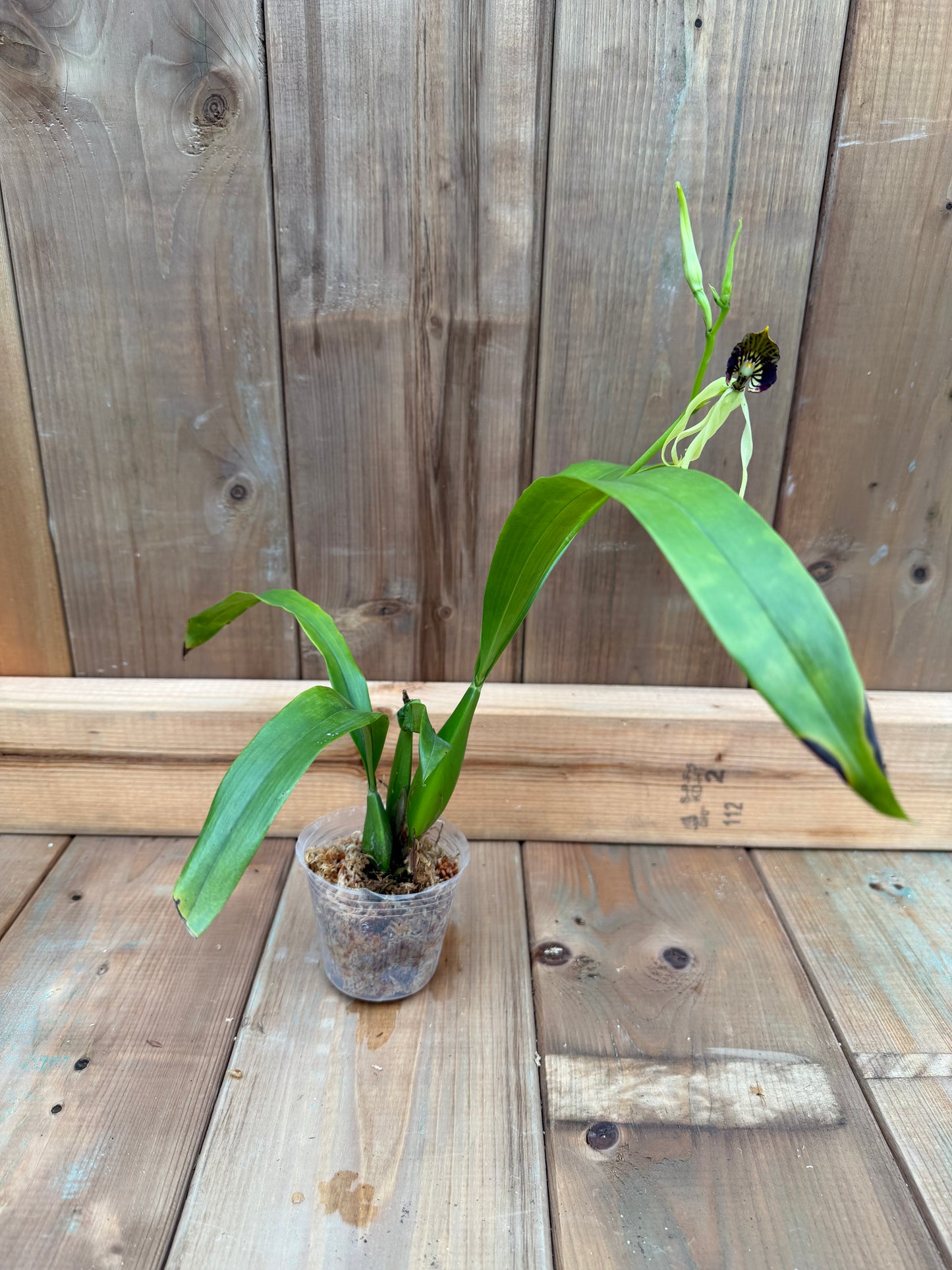 3" Encyclia cochleata