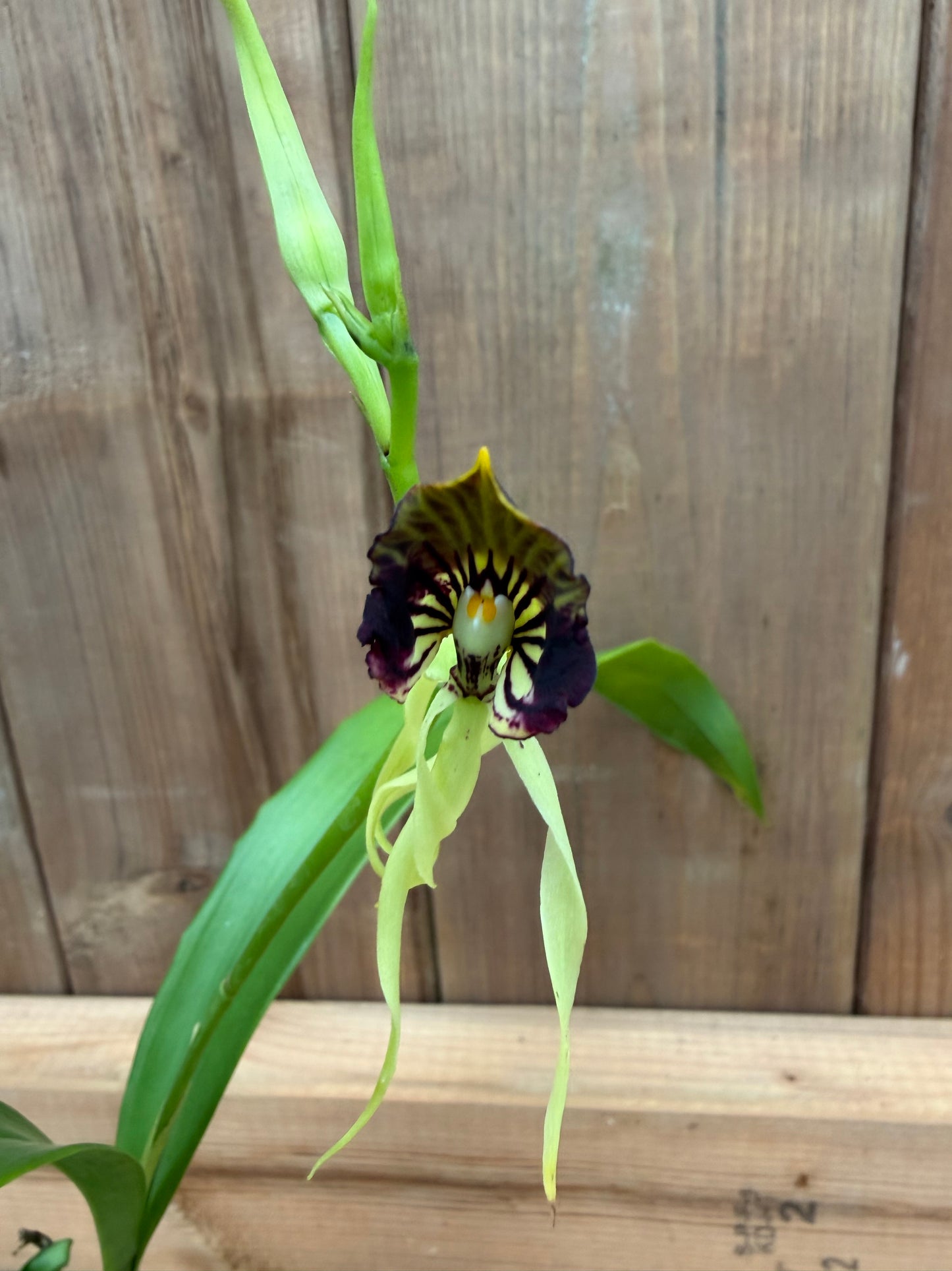 3" Encyclia cochleata