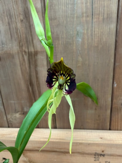 3" Encyclia cochleata