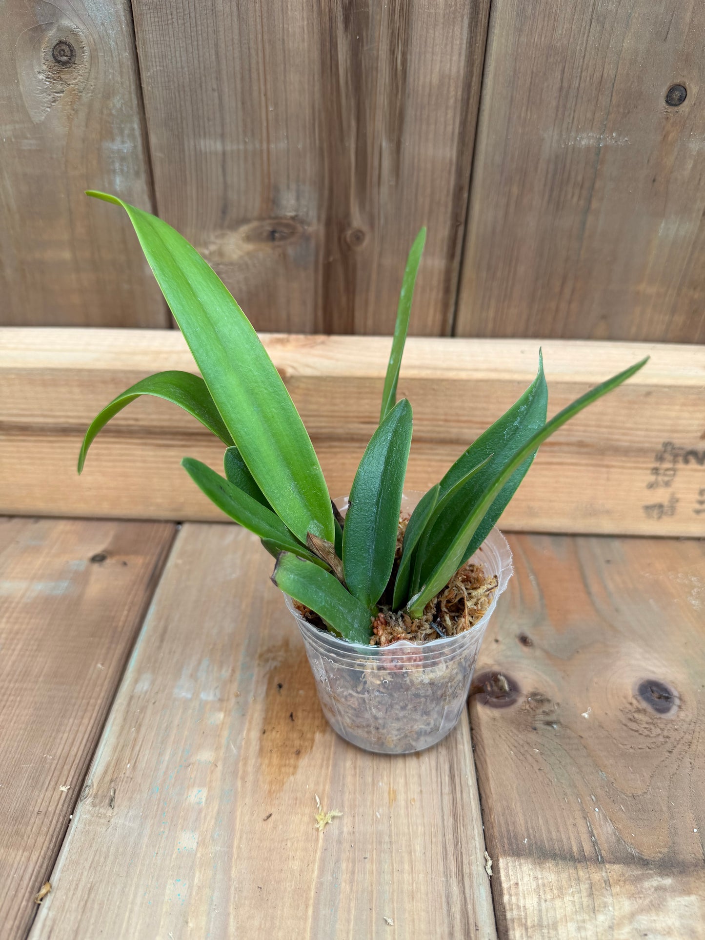 3" Catt. Wallisii (syn. Eldorado) f. concolor ('BV' x 'Clori')