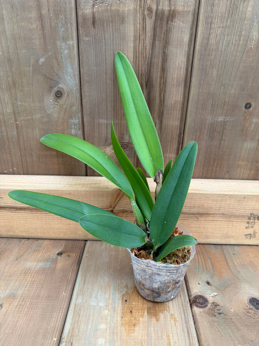 3" Catt. Wallisii (syn. Eldorado) f. flamea 'S13015' x M. Itoo