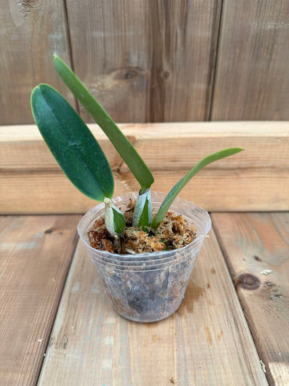 3" Catt. Walkeriana (PA06 x f. semialba)