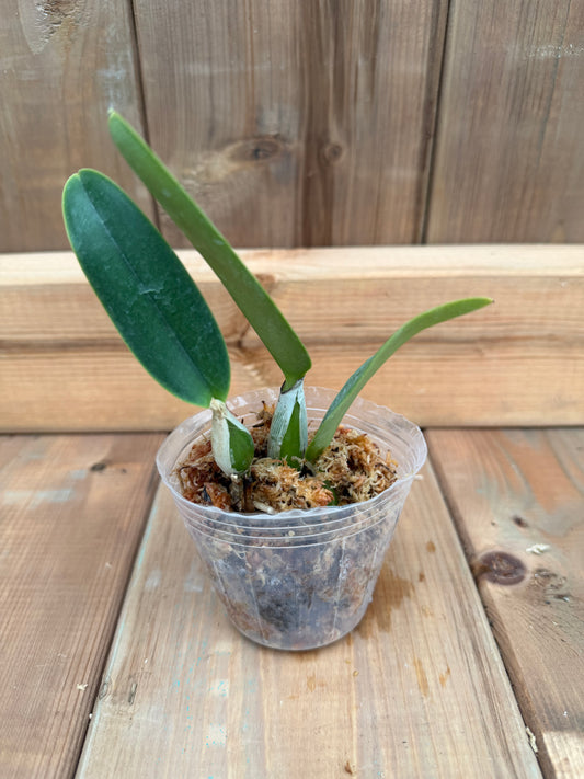 3" Catt. Walkeriana (PA06 x f. semialba)