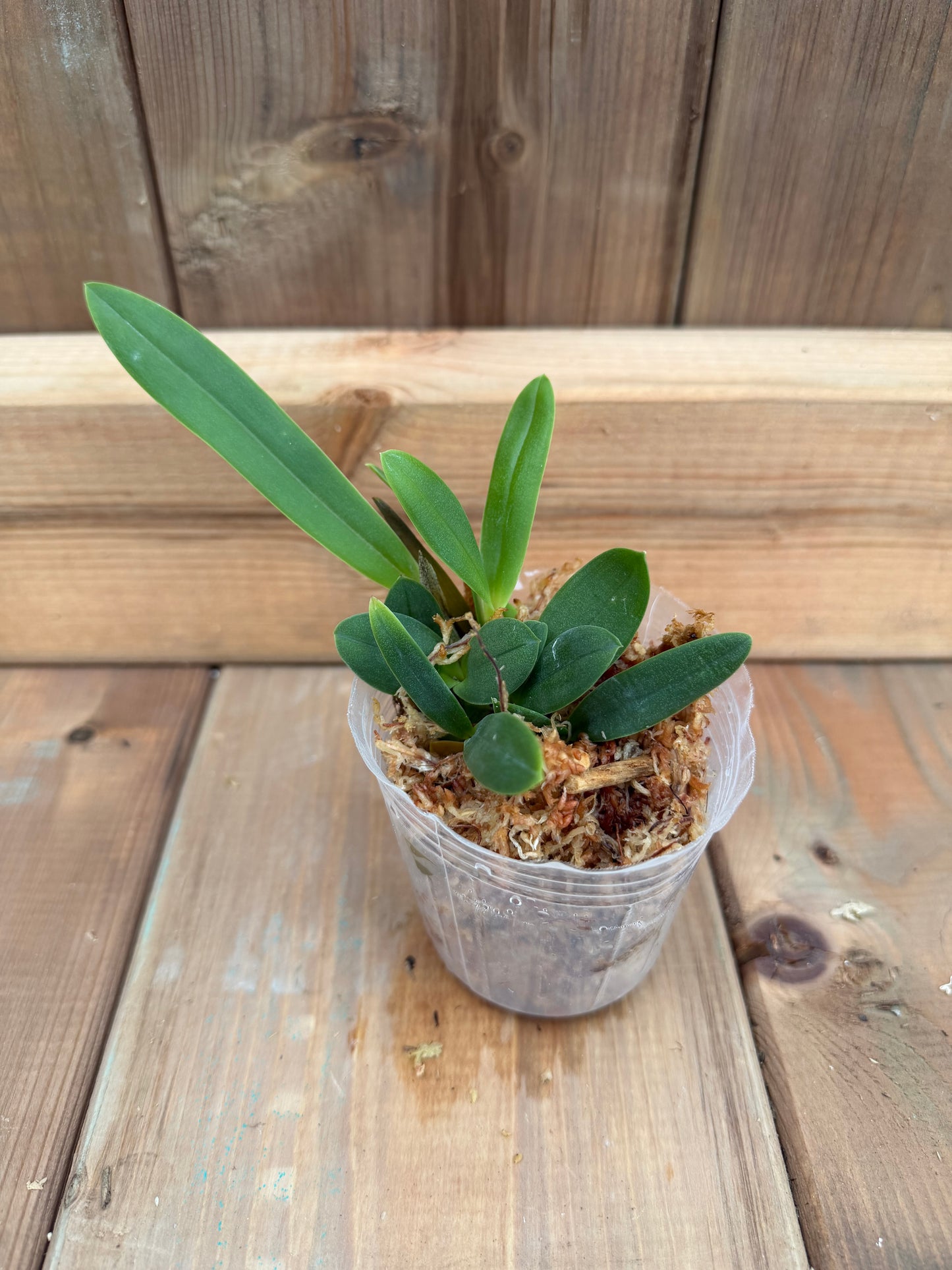3" Catt. Broughtonia sanguinea red flowers