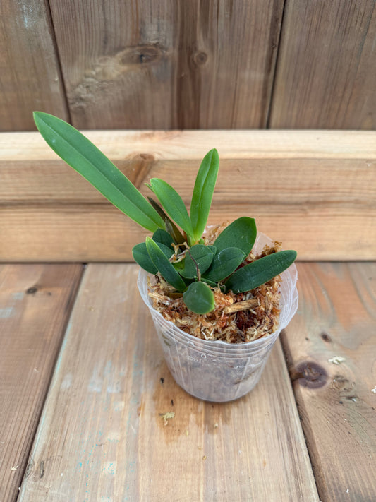 3" Catt. Broughtonia sanguinea red flowers