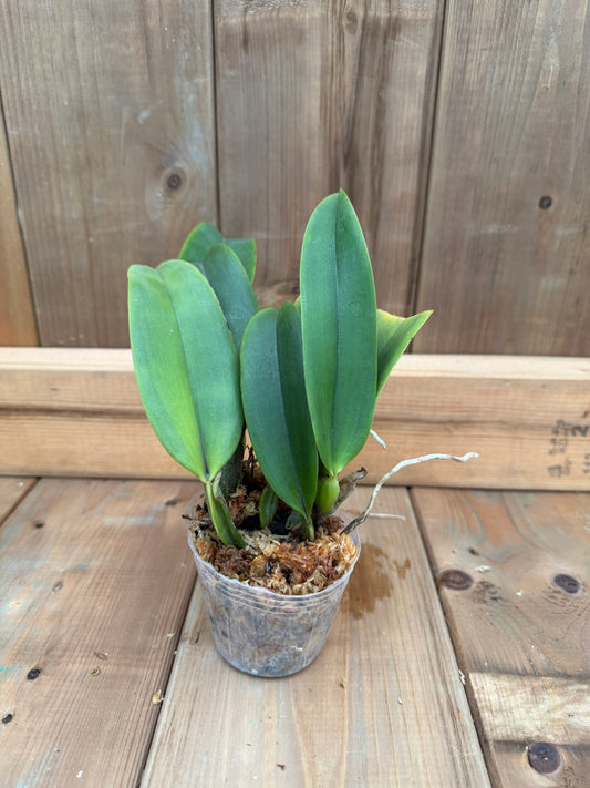 3" Catt. Dinard 'Blue Heaven'