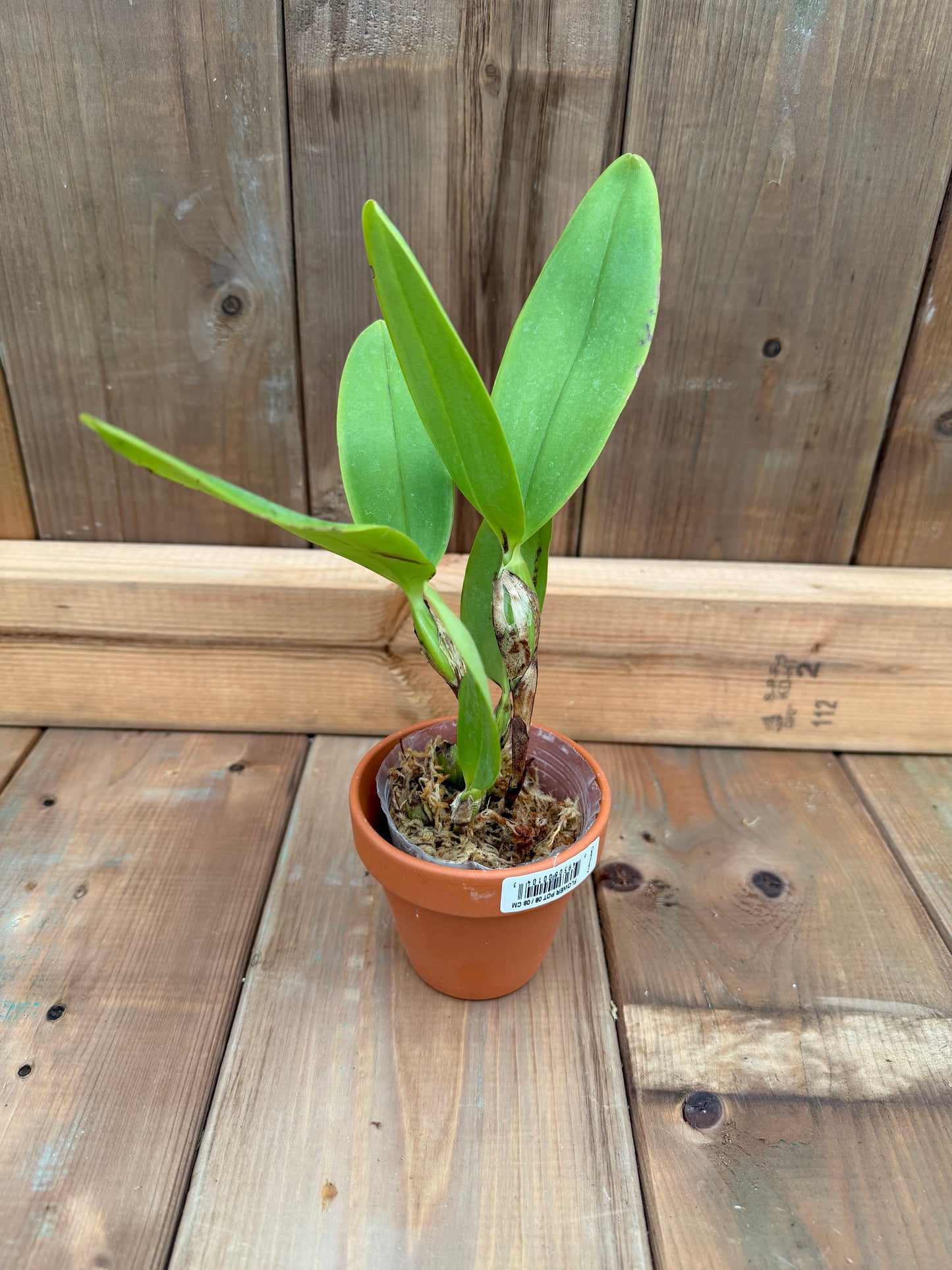 3" Guarianthe x laelioides f. alba (syn deckeri f. alba)