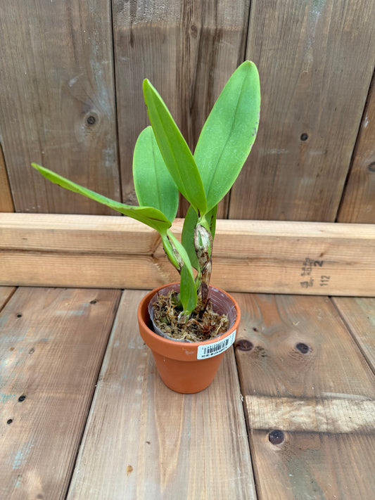 3" Guarianthe x laelioides f. alba (syn deckeri f. alba)