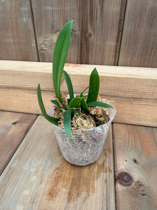 3" Brassa. Nodosa x Catt. Brevipedunculata