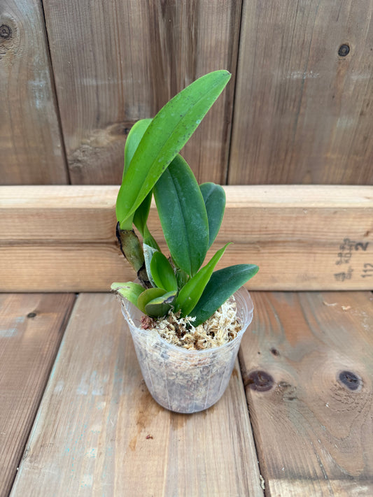 3" Catt. Trianae f. coerulea 'XWJ' x Paulista