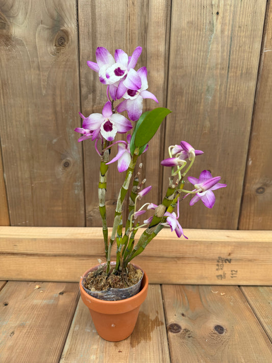 3" Dendrobium (moniliforme x nobile) x nobile