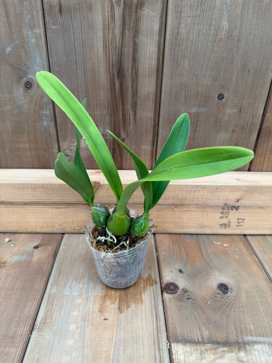 3" Encyclia cordigera f. alba