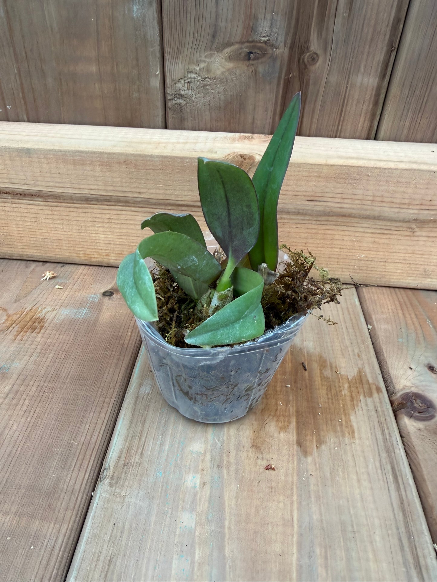 3" Catt. Itsy Bitsy 'Diamond Orchids'