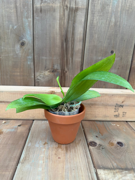 3" Phal manii x sib (Dark)