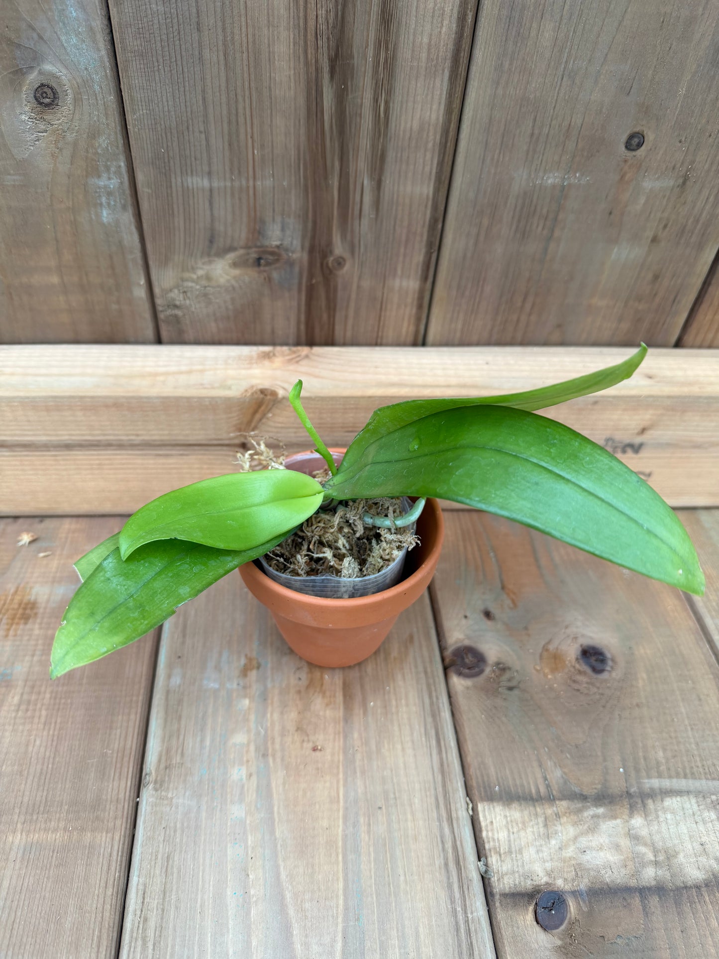 3" Phal manii x sib (Dark)