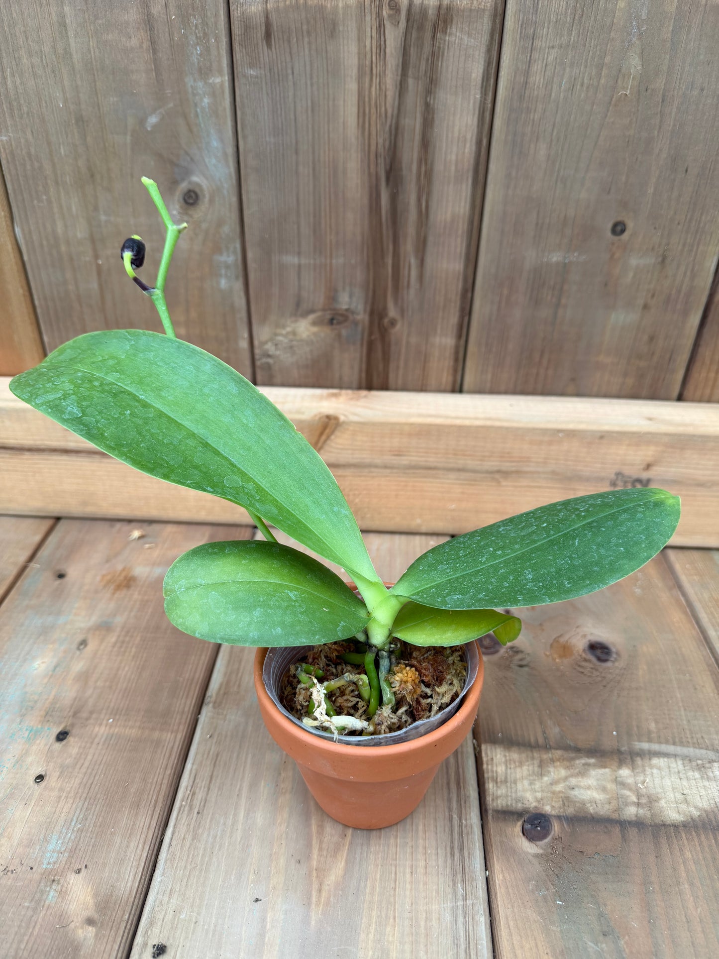 3" Phal GW Green World 'GW' x Phal Chang Xian 'Golden Star'