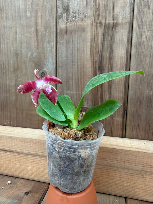 3" Phal violacea f. indigo x Phal. Venosa