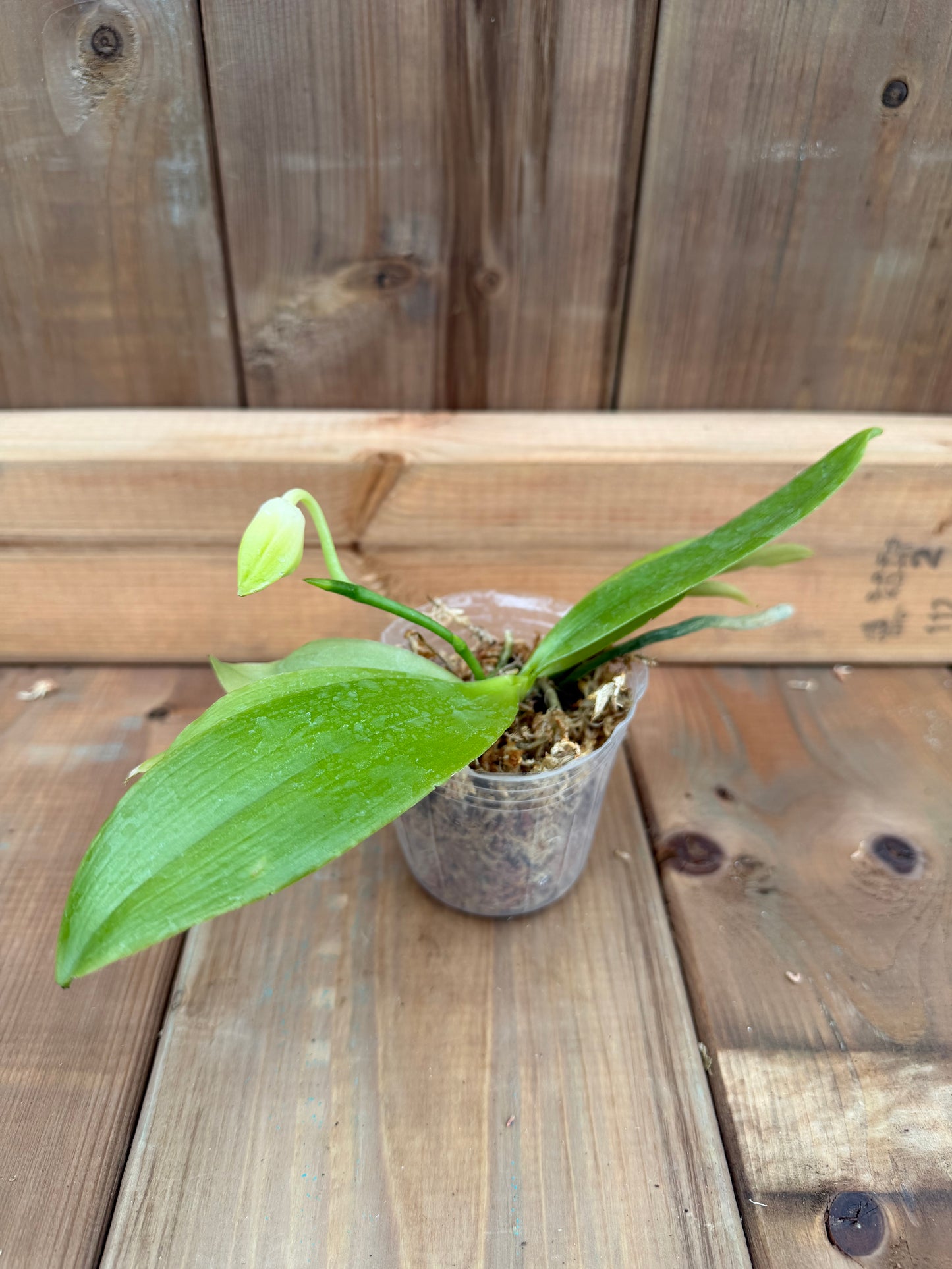 3" Phal tetraspis v. alba self