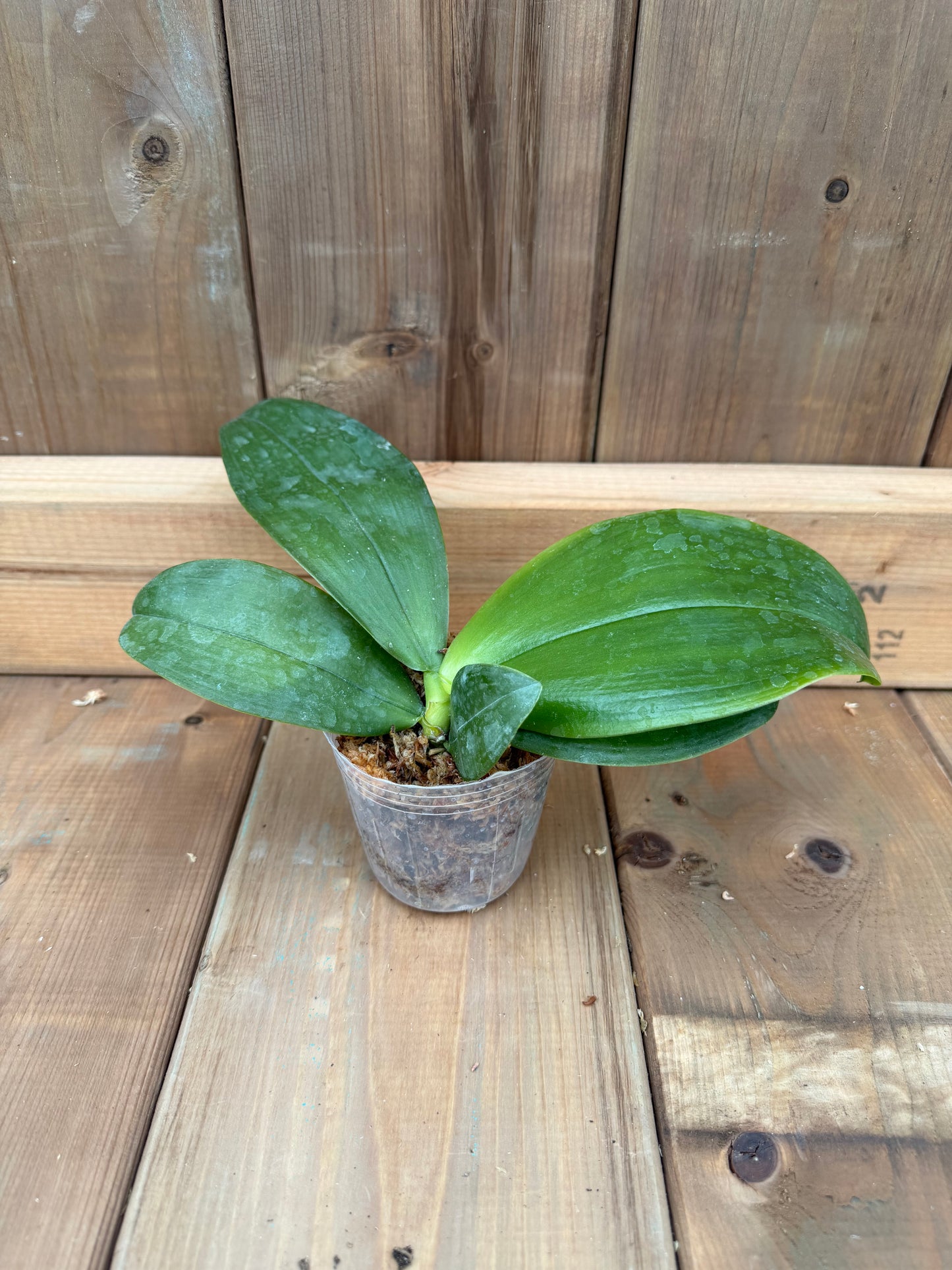 3" Phal Bellina f. chloracea