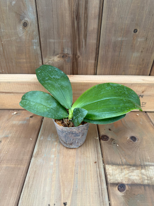 3" Phal Bellina f. chloracea