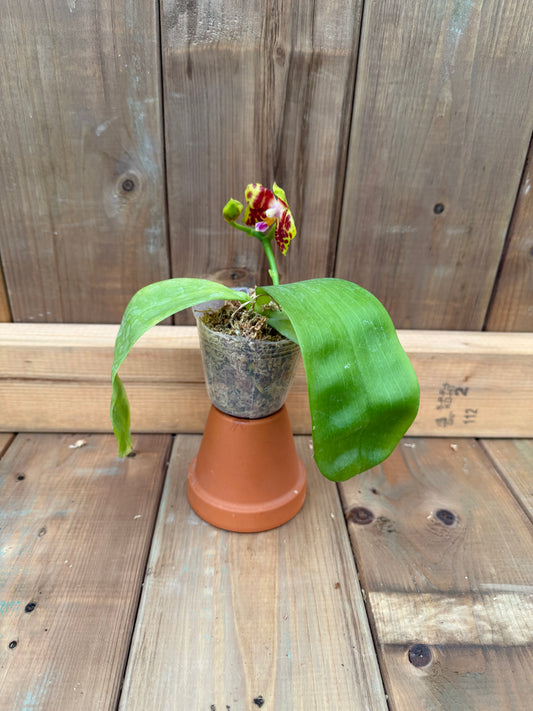 3" Phal Yaphon Love Song x Phal Zheng Min Hazel 'Win #1 x Black Eagle 'H'
