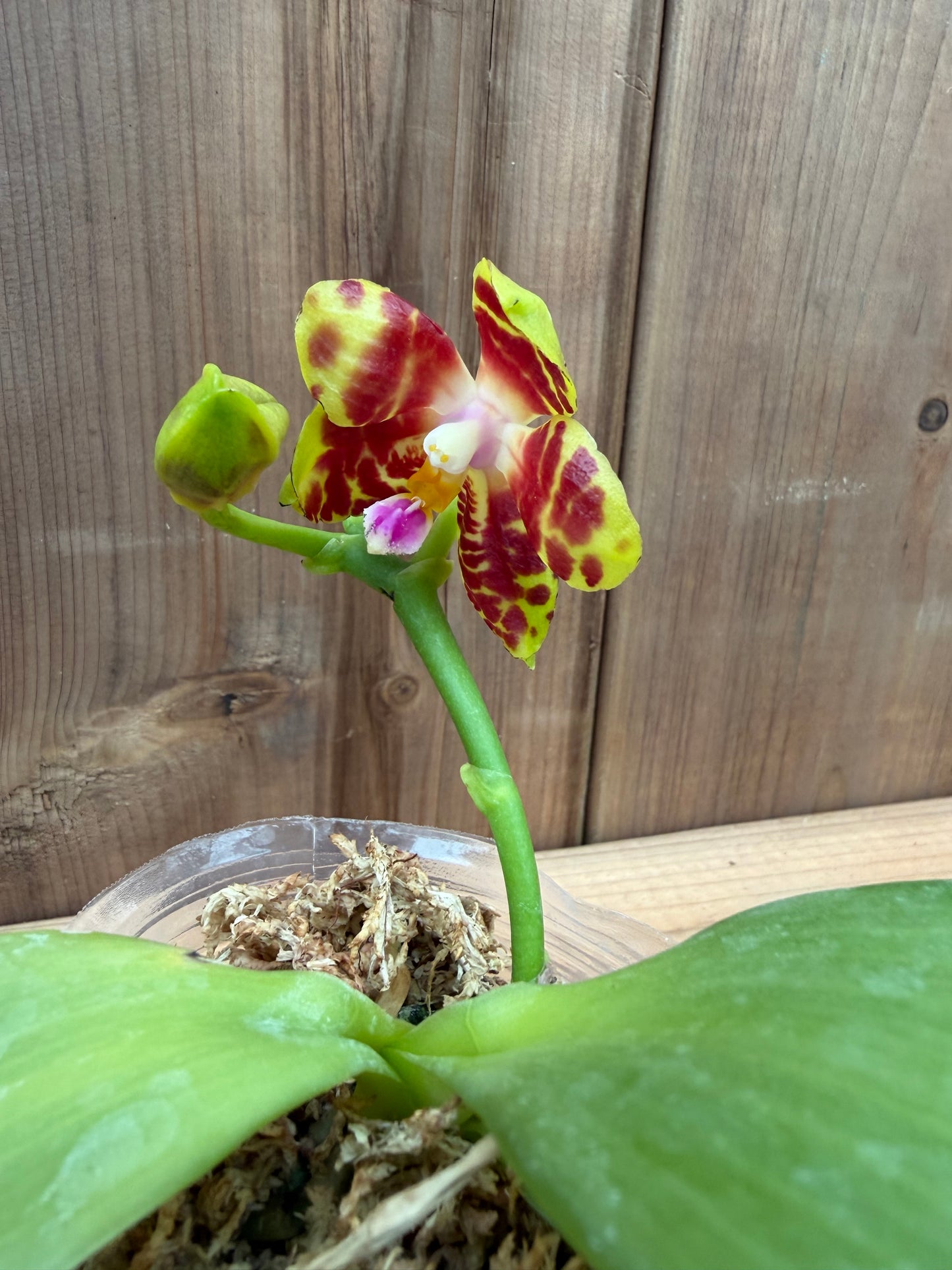 3" Phal Yaphon Love Song x Phal Zheng Min Hazel 'Win #1 x Black Eagle 'H'
