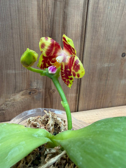 3" Phal Yaphon Love Song x Phal Zheng Min Hazel 'Win #1 x Black Eagle 'H'