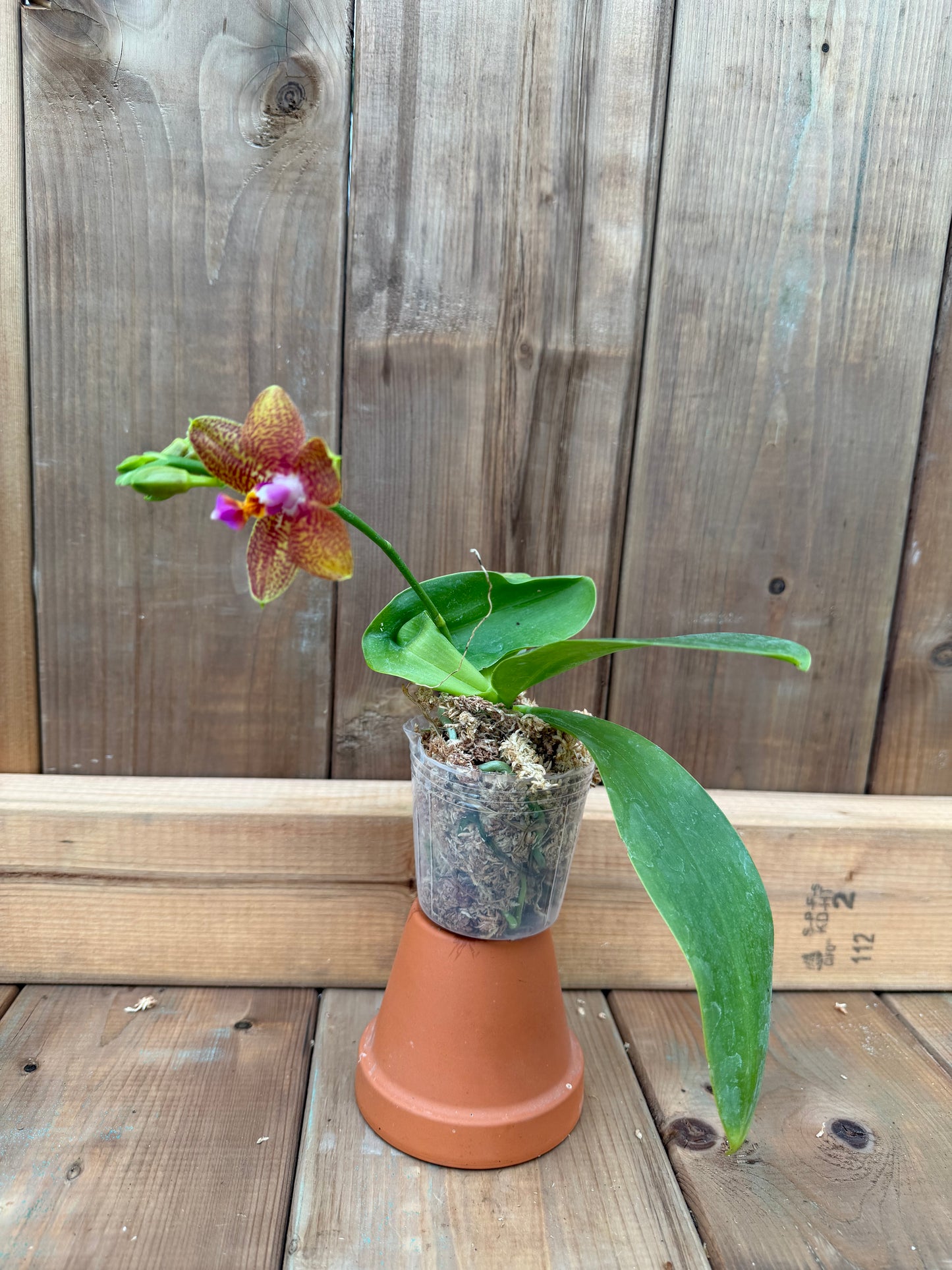 3" Phal sumatrana x sib.