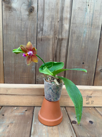 3" Phal sumatrana x sib.
