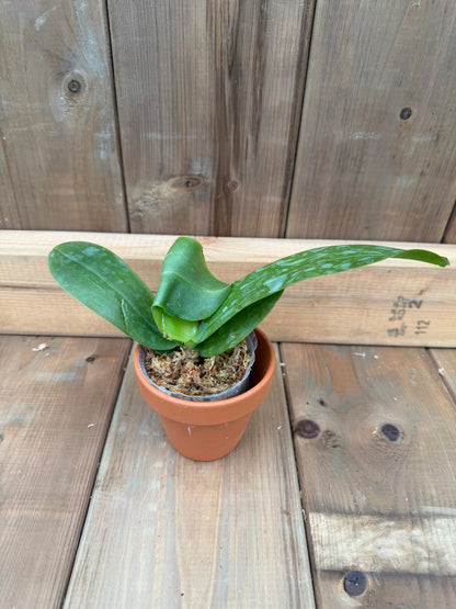 3" Phal violacea f. indigo x sib