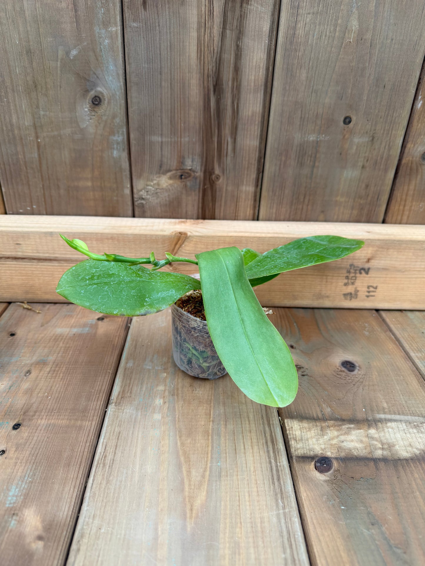 3" Phal 3596 LL Blue Lion