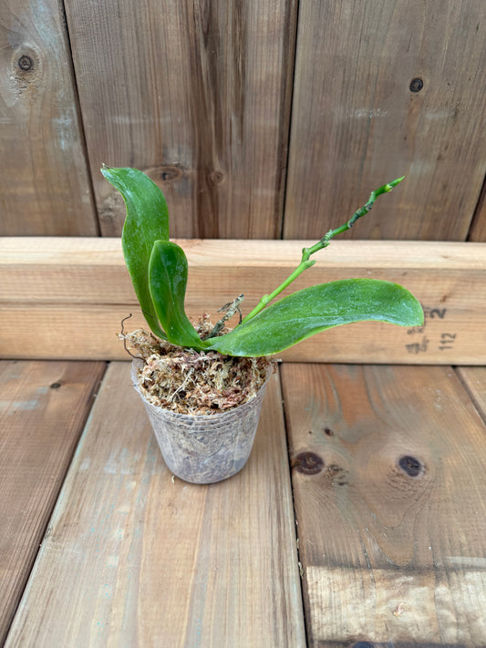 3" Phal 3582 LL Blue Egrel