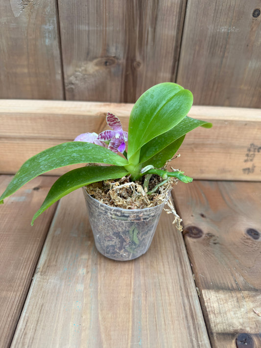 3" Phal hieroglyphica 'Flava' x Phal Yang Yang Blue Baby